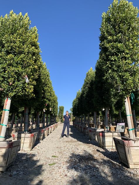 Ficus Nitida, Wind Blocking, Evergreen Trees, Plant Nursery, Nurseries, Backyard Landscaping, Dolores Park, Landscaping, This Is Us