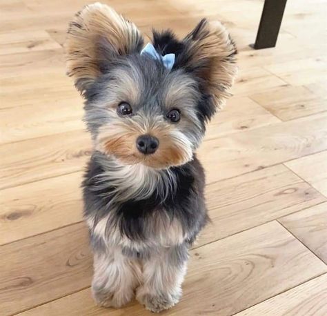 Yorkie Puppy Cut, Yorkie Haircuts, Biewer Yorkie, Yorkshire Terrier Haircut, Mini Puppies, Dog Mommy, Cute Dogs Images, Puppy Cut, Yorkie Terrier