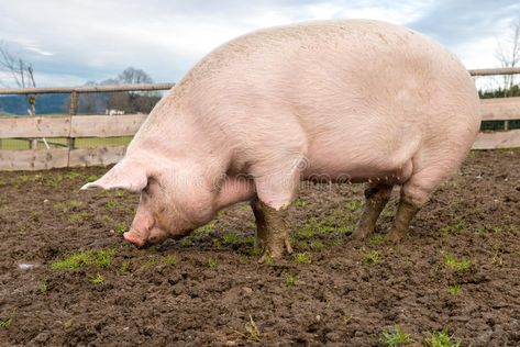 Pig Side View, Tamworth Pig, Pig Waterer, Pig Breeds, Raising Pigs, Big Pigs, Pigs Eating, Black Pig, Pig Farming