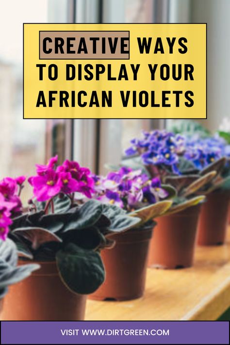 Find innovative and creative ideas for displaying African violets in your home. Transform your space with these beautiful and stylish display options. #PlantDisplay #HomeDecor #AfricanViolets #IndoorPlants African Violet Centerpieces, Diy African Violet Pots Self Watering, African Violet Display Ideas, African Violet Collection, African Violets Care, African Violet Aesthetic, African Violet Display, Houseplant Display Ideas, House Jungle