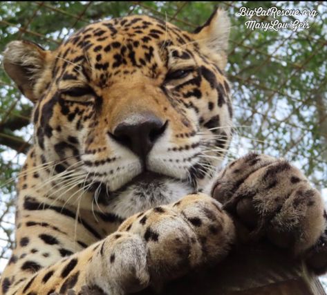 Good morning Big Cat Rescue Friends! ☀️ Handsome Manny Jaguar welcomes you to the weekend! #GoodMorning #BigCats #BigCatRescue #Jaguar #Manny #SaturdayMood #WeekendFun #CaroleBaskin #Tigers #TigerKing Big Cat Rescue, Types Of Cats, Mountain Lion, Weekend Fun, Big Cat, Cat Rescue, Beautiful Cats, Big Cats, Jaguar