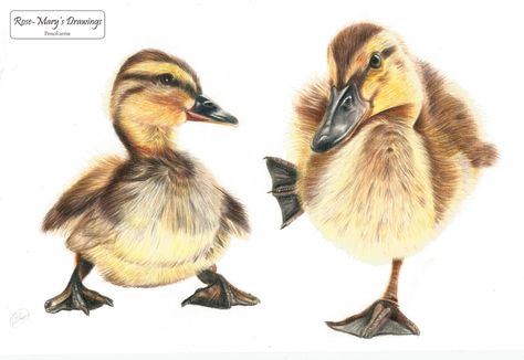 Two baby ducks drawn with Faber-Castell Polychromos pencils. Cute ducklings Draw Sea Animals, Elephant Drawings, Country Artwork, Draw Sea, Parrot Drawing, Duck Drawing, Sea Life Art, Speed Drawing, Colored Pencil Artwork