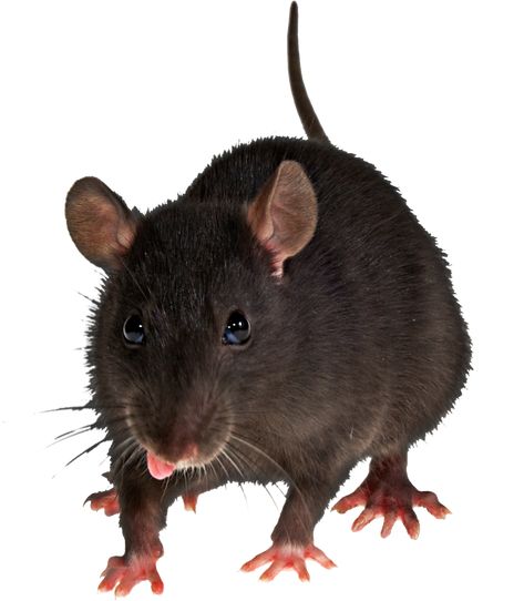 Rat Image, Rat Png, Mole Rat, Teaching Drawing, Moodboard Ideas, Beast Wallpaper, Png Free Download, Animal Png, Emoji Photo