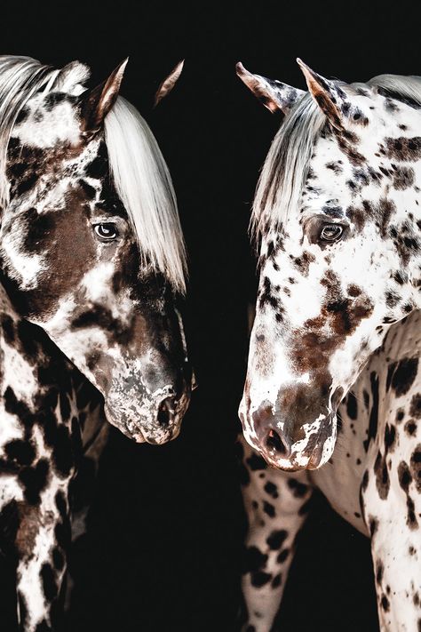 Whether you ride for pleasure or performance, there’s a versatile breed to help you get spotted 😉 See what we did there? Spotted horse breeds are some of today’s most well-known breeds, and it turns out they have a pretty interesting past. Learn more about the Appaloosa, Knabstrupper, and the Pony of the Americas 👇️ #horseillustrated #horsebreeds #appaloosa #knabstrupper #poa Appolusa Horse Pictures, Pony Of America, Appaloosa Horse Aesthetic, Peacock Appaloosa, Paint Horse Breed, Knabstrupper Horse, Horses Appaloosa, Unique Horses, Spotted Horse