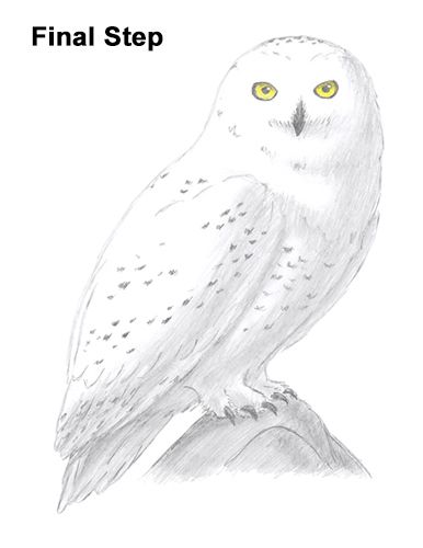 How To Draw Hedwig, How To Draw A Snowy Owl, Hedwig Drawing Easy, Snow Owl Drawing, Hedwig Drawing, Snowy Owl Drawing, How To Draw Owl, Draw Owl, Snowy Owl Art