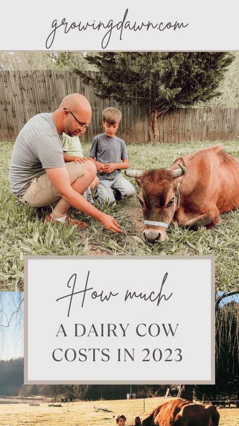 Dairy Cow Breeds, Cow Care, Family Cow, Homestead Skills, Cow Facts, Cow Feed, Homestead Animals, Raising Cattle, Cow Pasture