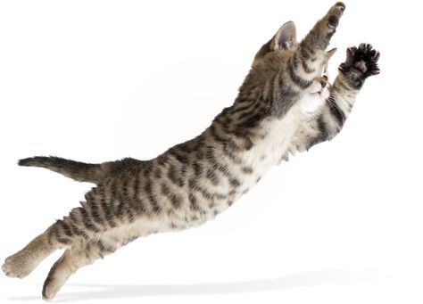 Jumping Cat, Flying Cat, Cat Reference, Cat Pose, Cat Behavior, Cat Pin, 귀여운 동물, Nice View, A Cat