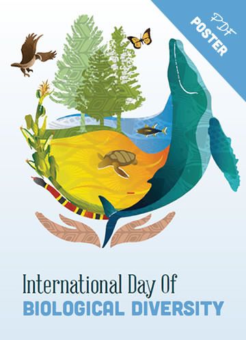 Poster About Biodiversity, Biological Diversity Poster, International Biodiversity Day, Poster On Biodiversity, Biodiversity Poster Drawing, Biology Poster Ideas, Biodiversity Poster Ideas, Biodiversity Drawing, Poster About Nature