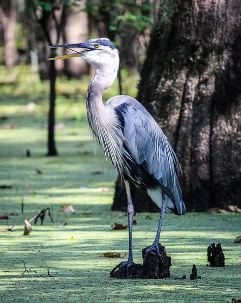 Great Blue Heron, Louisiana Bayou Duck Photography, Best Wallpaper Hd, Great Blue Heron, Bird Wallpaper, Colorful Bird, Blue Heron, Bird Species, Painting Patterns, Beautiful Birds