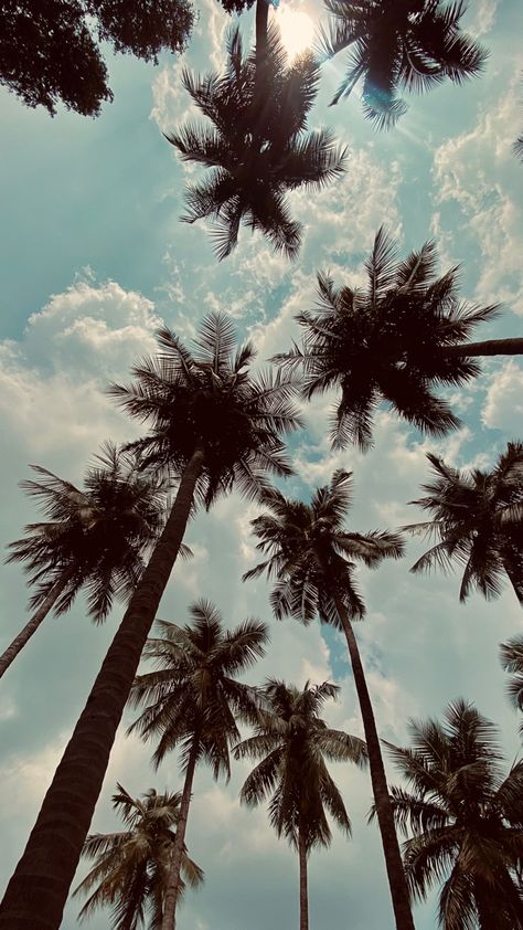 Sunday Instagram Story Ideas, Evening Sky Video, Sky Tree Cloud Video, Coconut Beach Aesthetic, Tree Sky Aesthetic, Coconut Tree Photography, Coconut Tree Aesthetic, Beach Aesthetic Palm Trees, Beach Sky Aesthetic