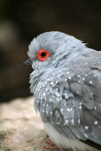 Diamond Dove Diamond Dove, Pigeon Breeds, Dove Pigeon, Dove Bird, Bird Eggs, Start A Fire, Dog Lady, Golden Eagle, Pretty Birds