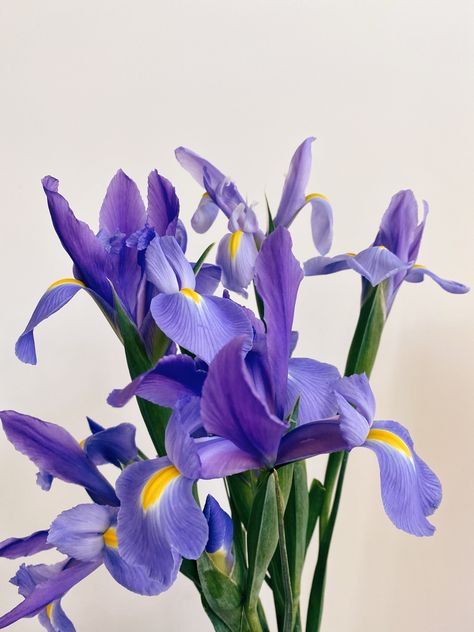 Purple Flower Photography, Iris Aesthetic Flower, Iris Flower Aesthetic, Iris Flowers Aesthetic, Iris Flowers Bouquet, Irises Aesthetic, Iris Aesthetic, Irises Flowers, Blue Iris Flowers