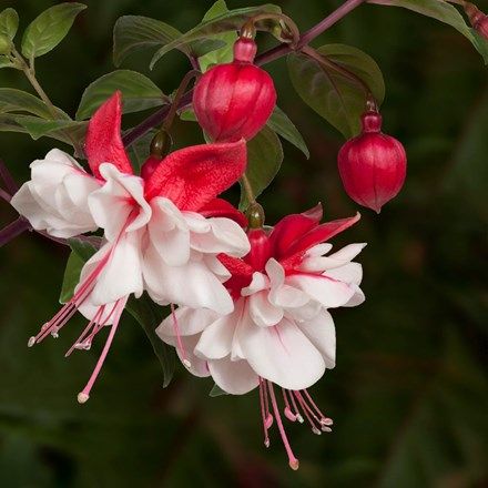 Fuchsia ' Swingtime' by Waitrose Garden in association with Crocus Fuchsia Plant, Seed Pots, Bonsai Seeds, Fuchsia Flower, Fuchsia Flowers, No Rain, Garden Care, Foliage Plants, Bedding Plants