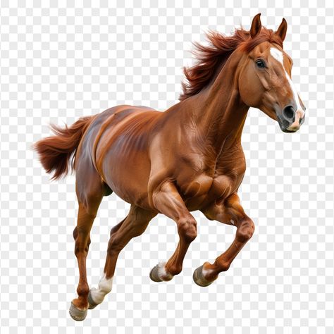 Horse Png, Galloping Horse, Horse Running Drawing, White Arabian Horse, Brown Kitten, Horse Galloping, Zebras Animal, Tabby Kitten, Running Horses