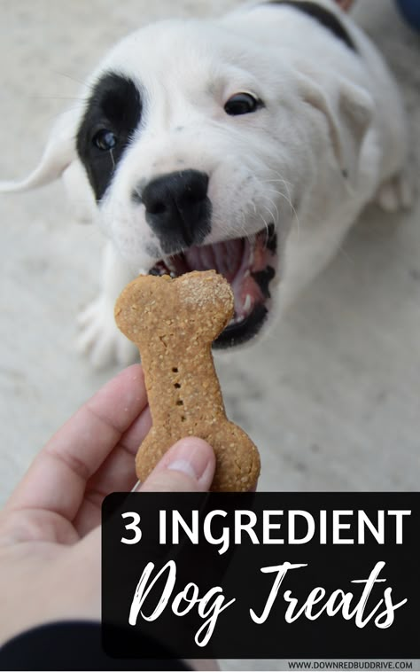 Three Ingredient Dog Treats | DIY DOg Treats | Dog Treat Recipe | Easy Dog Treats | Easy DOg Treat Recipe | Peanut Butter Dog Treats | Puppy Treats | Easy Puppy Treats | Quick Dog Treats | Peanut Butter Banana Dog Treat | Baked Dog Treats via @DownRedbudDrive Diy Dog Treats Easy, 3 Ingredient Dog Treats, Dog Treat Packaging, Chicken Dog Treats, Christmas Dog Treats, Dog Treats Homemade Easy, Easy Dog Treat Recipes, Treats Christmas, Treats Halloween