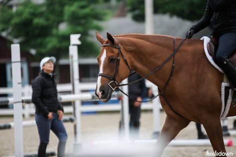 Why I Left My Trainer English Horses, Leopard Appaloosa, English Horse, Horse Trainer, Hunter Jumper, Horse Owner, Future Jobs, Young Professional, Clydesdale