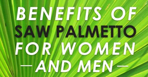 Benefits of Saw Palmetto for Women & Men - Holistic Health for Life Saw Palmetto Benefits, Libido Boost For Men, Prostate Health Men, Diets For Men, Libido Boost, F Men, Saw Palmetto, Men Health, Natural Health Tips