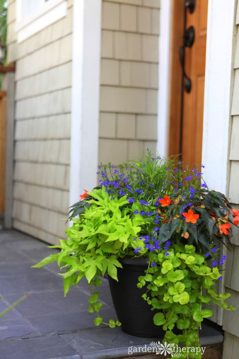 shade planter--Blue lobelia, lime green sweet potato vine (Ipomoea batatas) and creeping jenny (Lysimachia nummularia), and an orange tuberous begonia (Begonia bertinii) make up a cheery planter that will be low maintenance all season. Cascading Planter, Planters For Shade, Summer Planter, Sweet Potato Vine, Container Garden Design, Creeping Jenny, Potato Vines, Garden Vines, Container Gardening Flowers