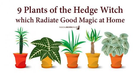 9 Plants that Radiate Good Magic at Home Types Of Witches, Good Magic, Witchy Garden, Witchy House, Magical House, Plant Magic, Magic House, Witch Garden, Magical Herbs