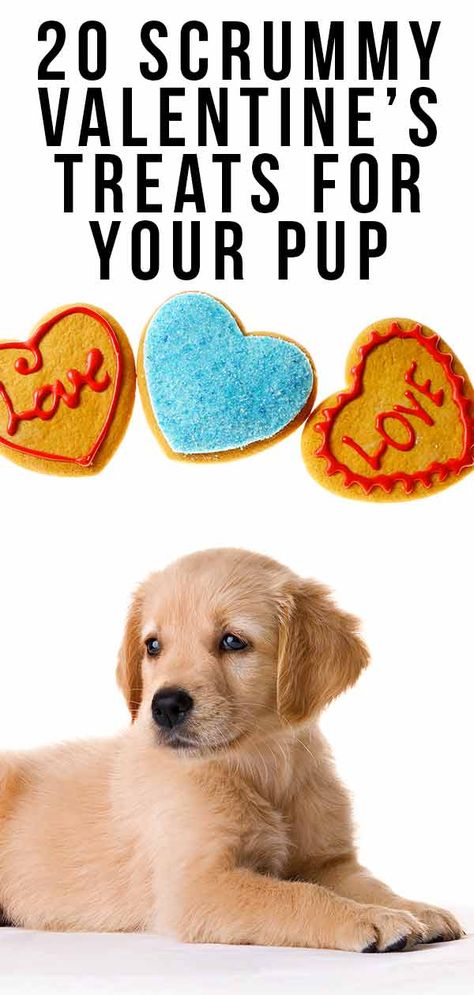 valentine's treats for your dog  #valentine's #treats #dog Daisy Treats, Pet Snacks, Presents For Dog Lovers, Valentine's Day Treats, Puppy Valentines, Healthy Dog Treats Homemade, Chocolate Festival, Dog Treats Homemade Recipes, Crazy Daisy