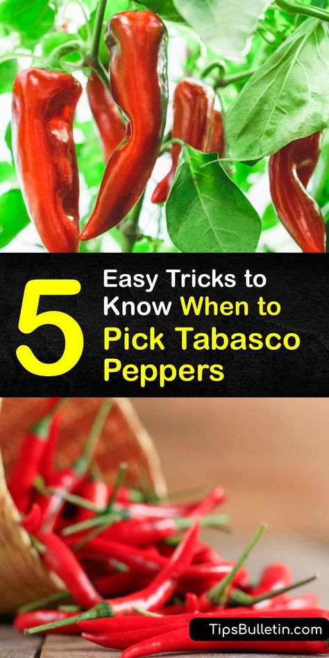 5 Easy Tricks to Know When to Pick Tabasco Peppers Diy Tabasco Sauce, Tobasco Recipe, Tabasco Sauce Recipe, Tabasco Peppers, Tabasco Recipes, Hot Pepper Recipes, Tabasco Hot Sauce, Pickled Banana Peppers, Tabasco Pepper