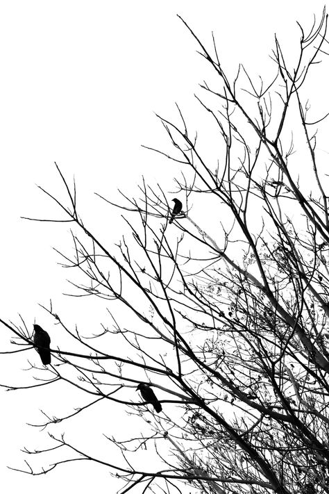 Bare Trees, Free High Resolution Photos, Bare Tree, Hd Wallpapers For Mobile, Calligraphy Painting, Black N White Images, Winter Trees, Silhouette Art, Art Tutorials Drawing