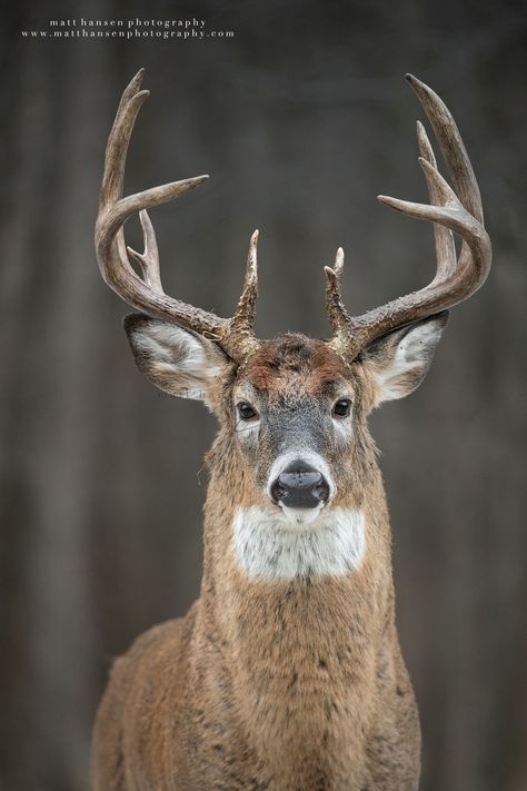 Whitetail Deer Photography, Matt Hansen, Whitetail Deer Pictures, White Tailed Deer, Deer Photography, Whitetail Deer Hunting, Big Deer, Hunting Pictures, Coyote Hunting