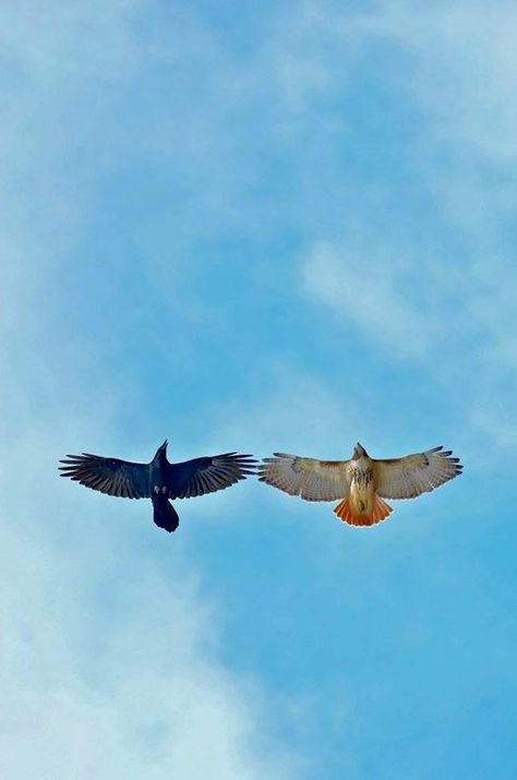 They All Leave, Hawk Photography, Hawk Wings, Red Raven, Red Tailed Hawk, Crows Ravens, Out Of Nowhere, Great Horned Owl, Spiritual Guides