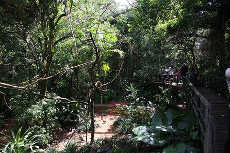 Large tropical aviary in Parque das Aves in Foz do Iguaçu, Brazil. It looks VERY natural. You can hardly see the netting. Large Aviary, Tropical Aviary, Zoo Inspiration, Home Construction, Aquariums, Jurassic Park, Terrarium, Habitat, Brazil