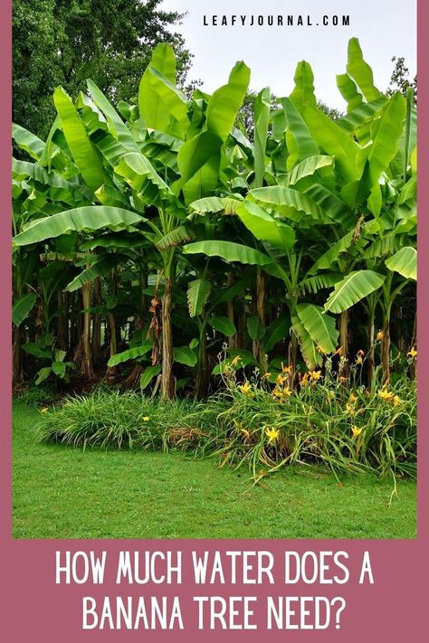 Hardy Banana Tree, Banana Tree Companion Plants, Banana Plants Landscaping, Banana Trees Around Pool, Banana Plants Outdoor, Planting Banana Trees, Banana Tree Landscaping, Landscaping With Banana Trees, Banana Trees Landscape Backyards