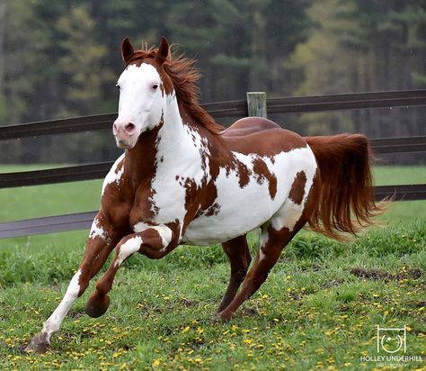 American Paint Horse, Paint Horses, Pinto Horse, Barrel Racing Horses, Horse Inspiration, Paint Horse, American Paint, Horse Boarding, American Quarter Horse