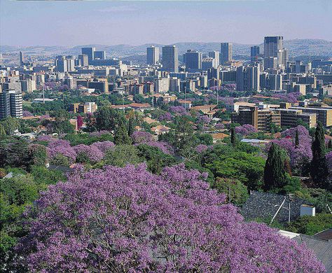 Jacaranda City - Pretoria : South Africa Johannesburg Skyline, Pretoria South Africa, Jacaranda Tree, Tanzania Africa, Belize City, Africa Do Sul, South Africa Travel, Out Of Africa, Pretoria