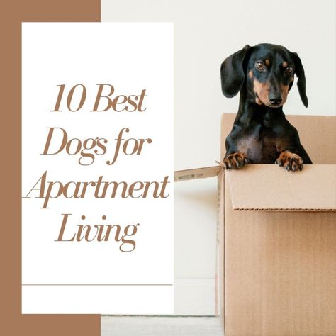 If you want a dog but live in an apartment, check out this list of the top 10 dog breeds for apartment dwellers! Dog Apartment Living, Dog Apartment, Apartment Dogs Breeds, Top 10 Dog Breeds, Dog Illnesses, Apartment Dogs, Dog Varieties, Best Puppies, Train Your Dog