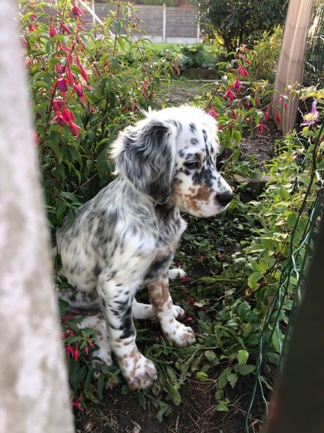 English Setter Puppy, Cats And Dogs Drawing, English Setter Puppies, Lol Pictures, Medium Dog Breeds, Adopt Dog, Setter Dogs, Dogs Drawing, Setter Puppies