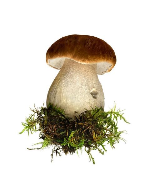 Fungi Illustration, World Book Day Ideas, Ingredients Photography, Mushroom Cottage, Mushroom Paint, Mushroom Pictures, Perspective Drawing Architecture, Mushroom Hunting, Mushroom Fungi