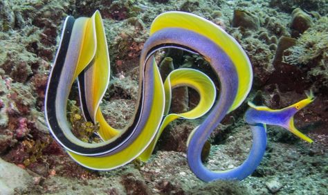 Interesting Facts About Ribbon Eels Ribbon Eel, Creature Marine, Fauna Marina, Life Under The Sea, Beneath The Sea, Salt Water Fish, Ocean Floor, Life Aquatic, Sea Slug