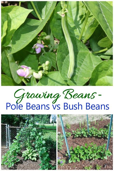 Growing Beans - Pole beans vs Bush beans Green Bean Trellis, Growing Bush Beans, Bean Trellis, Bean Garden, Growing Green Beans, Growing Beans, Gemüseanbau In Kübeln, Easy Vegetables To Grow, Bush Beans