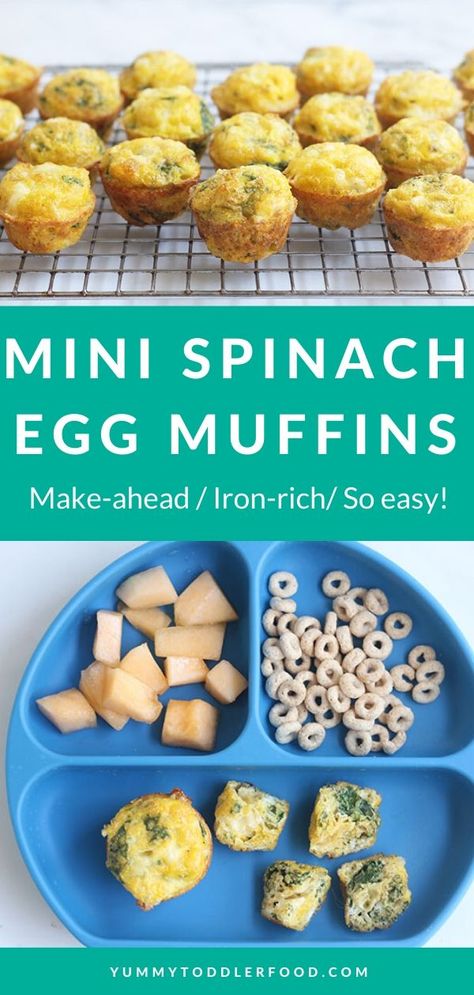 Baby Muffins, Spinach Muffins, Baby Led Weaning Recipes, Spinach Egg, Weaning Recipes, Healthy Toddler Meals, Egg Diet, Egg Bites, Egg Muffins