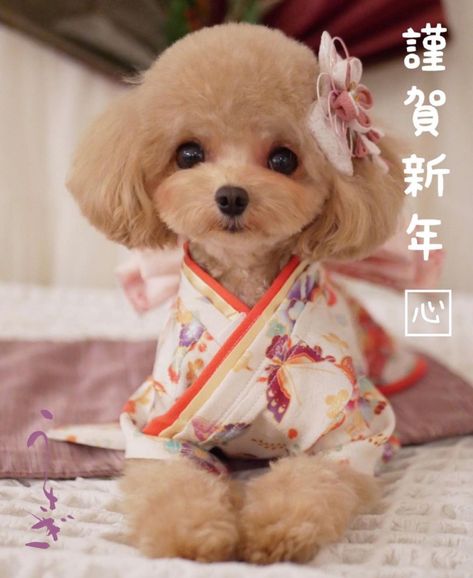 Toy Poodle Haircut Styles, Toy Poodle Haircut Teddy Bears, Barbie Animals, Toy Poodle Haircut, Poodle Haircuts, Poodle Haircut Styles, Poodle Haircut, Poodle Cuts, Tea Cup Poodle