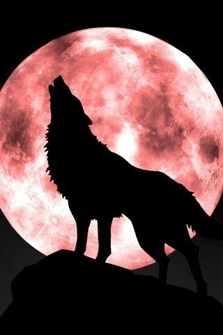 Tattoo Wolf, Wolf Silhouette, Wolf Wallpaper, Howl At The Moon, Wolf Love, Wolf Pictures, Beautiful Wolves, Wolf Spirit, Wolf Moon