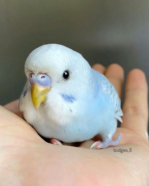 @budgies_8 shared a photo on Instagram: “The baby budgie sitting on my hand before taking its first bath with 2 months old 😊” • Aug 4, 2020 at 9:46pm UTC Baby Budgies, Love Birds Pet, Budgies Bird, 2 Months Old, Funny Parrots, Cute Small Animals, Cute Kawaii Animals, Wild Creatures, For Wallpaper