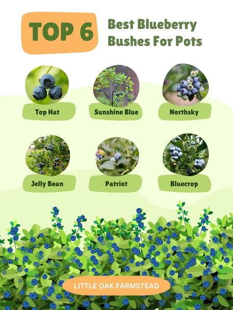 Discover the best blueberry bushes for pots and take the first step to grow your own delicious and healthy superfood! 🌟💪 #blueberries #superfoods #healthyfood #growyourown Blueberry Bush In Container, Blueberry Bushes In Container, Potted Blueberry Bush, Grow Blueberries In Pots, How To Grow Blueberries In A Pot, Blueberry Plants In Pots, Blueberry Garden, Grow Berries, Apartment Vegetable Garden