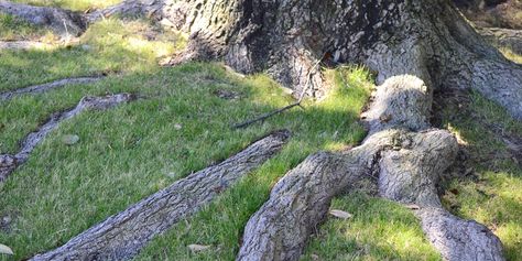 Tree Surface Roots: Should I Remove or Cover with Soil | Arborilogical Tree Root Removal, Prairie Planting, My Memories, New Roots, Ground Cover Plants, Tree Care, Top Soil, Tree Hugger, Tree Roots