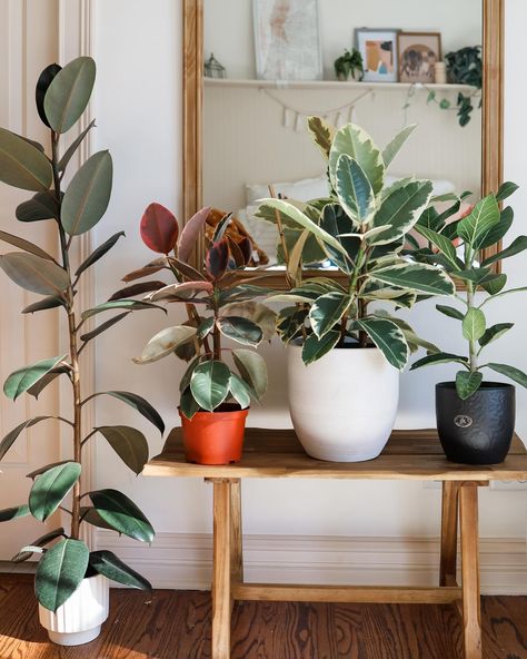 Swipe to see the growth since last Feb! The ficus burgundy is the clear winner!!! (Livvy has grown a lot too 😉) Ficus from left: 🌱burgundy 🌱ruby 🌱tineke 🌱audrey Care tips: 🌿bright direct and indirect light 🌿water when completely dried out 🌿add plant food to water 🌿dust leaves as needed 🌿avoid heat or AC vents Save this for later! Ac Vent, Green Magic, Water Lighting, Plant Food, Sweet Home, Green, Plants