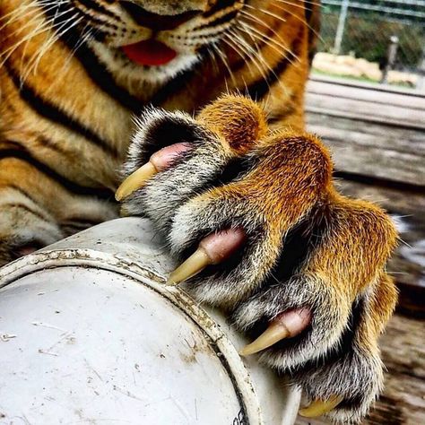 Tiger Paws Reference, Angry Animals, Tiger Claw, Tiger Paw, Asian Tattoos, Lion Canvas, Incredible Creatures, Cat Claws, Human Poses Reference