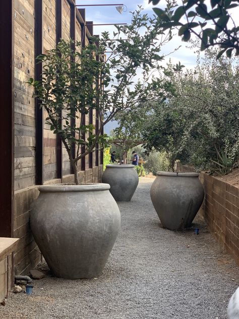 Large Pots In Landscaping, Large Vases Decor, Barn Remodel, Large Vases, Rustic Pots, Planting Pots, Outdoor Deco, Outdoor Patio Space, San Diego Houses