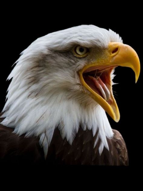 Nest Tattoo, Bald Eagle Tattoos, Eagle Face, Eagle Images, Screaming Eagle, Eagle Wallpaper, Eagle Pictures, Eagle Bird, Eagle Tattoos