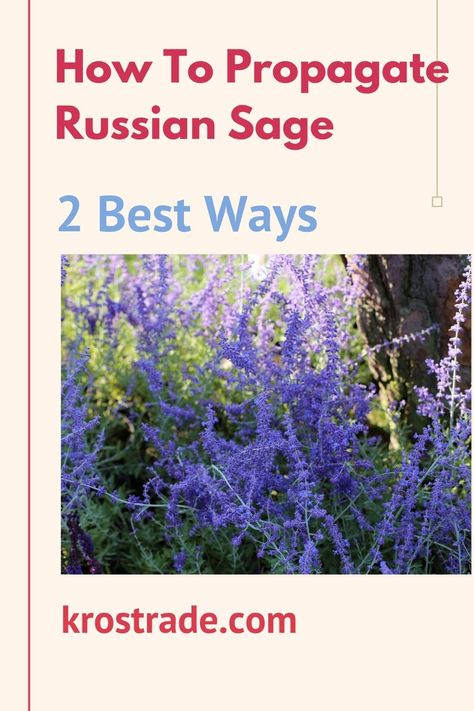 How To Propagate Russian Sage, Transplanting Russian Sage, Russian Sage Uses, What To Plant With Russian Sage, Sage Bush, Sage Uses, Growing Thyme, Propagate Plants, Educational Architecture