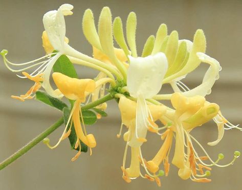 Deliciously scented, Lonicera periclymenum 'Scentsation' (Dutch Honeysuckle) is a vigorous, deciduous vine with masses of exceptionally fragrant, creamy-white to yellow flowers. Produced in succession from early to late summer, the blossoms give way to small, bright red berries. This floriferous honeysuckle has a foliage of oval, dark green leaves. Not invasive like some other honeysuckles, this hardy climber is a wonderful addition to summer gardens, especially when trained up a trellis or ... Yellow Honeysuckle, Honeysuckle Plant, Honeysuckle Vine, Clematis Plants, Yellow Plants, Hummingbird Garden, Planting Shrubs, Proven Winners, Climbing Vines