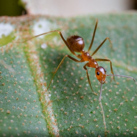 Winged yellow crazy ant queens are not known to disperse by flying to new locations. Instead, colonies disperse by ‘budding’, a process where a queen leaves the colony accompanied by some workers and set off walking across terrain, or rafting down a creek to re-establish. Queen Ant, Ant Species, The Colony, Insect Art, Macau, Ants, Rafting, Insects, Walking